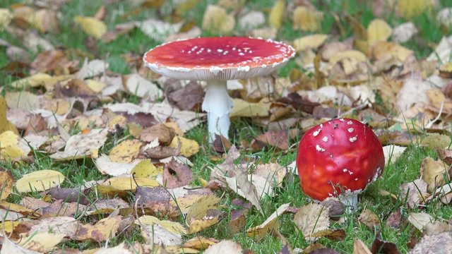 mushroom on the meadow in autumn 