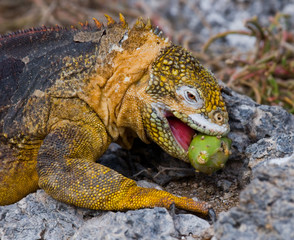 The land iguana eating prickly pear cactus. Galapagos Islands. An excellent illustration.
