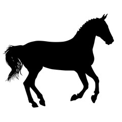 Fototapeta na wymiar silhouette of black mustang horse