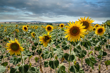 Fototapeta premium Sunflowers