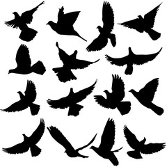 Concept love or peace. Set of silhouettes doves. Vector 