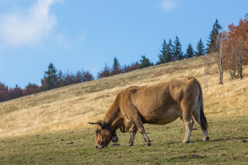 vache au pré