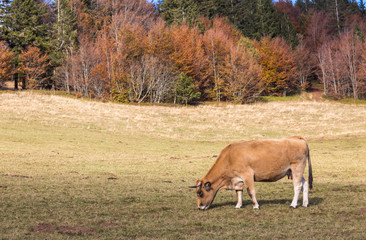 vache au pré