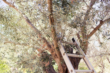 Picking olives in the garden with metal stairs near a tree. Horizontal photo