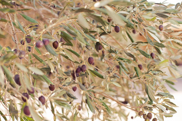 Olives on the tree branch. Selective Focus