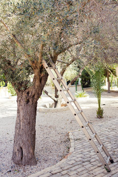 Picking olives in the garden with metal stairs near a tree. Vertical photo