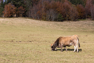 vache au pré