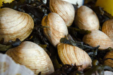 Big dog cockles with seaweeds