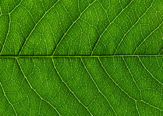  green leaf texture