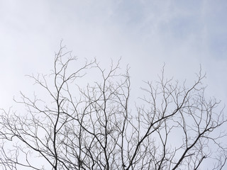 tree branches silhouette