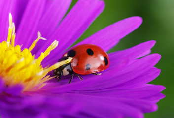 Obraz premium Ladybug