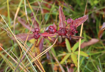 Purple marshlocks (Comarum palustre) with fruits