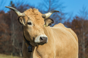 portrait de vache
