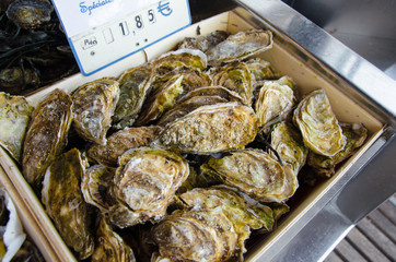 Fresh Oysters from market