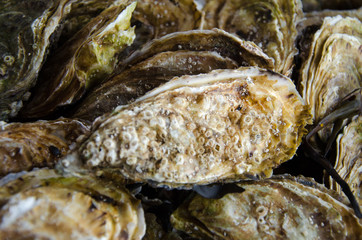 A big fresh oyster seashell