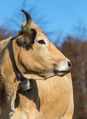 portrait de vache