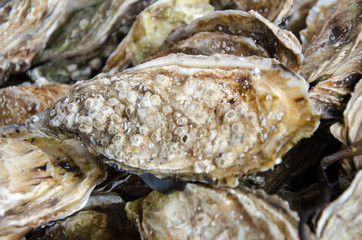 A big oyster closeup seafood
