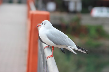 Fototapeta premium Seagull on a Bridge