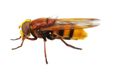 Horsefly