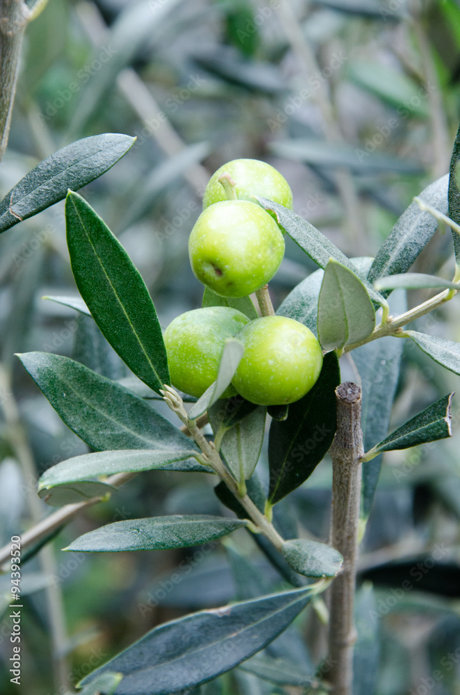 Canvas Prints small branch of olive trees