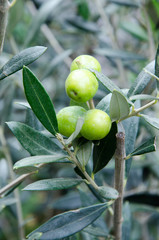 Small branch of olive trees
