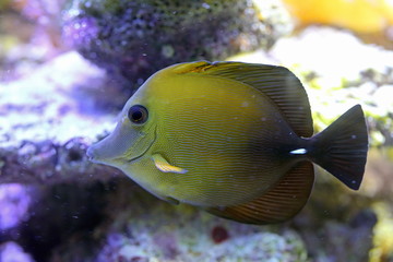 Zebrasoma scopas. Fish close up