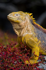 The land iguana on the stone. Close-up portrait. Galapagos Islands. An excellent illustration.