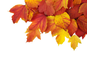  autumn leaves