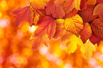  branch with autumn leaves