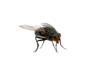 fly on a white