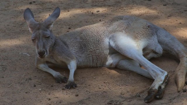 adult kangaroo sleeping