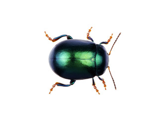 Green beetle