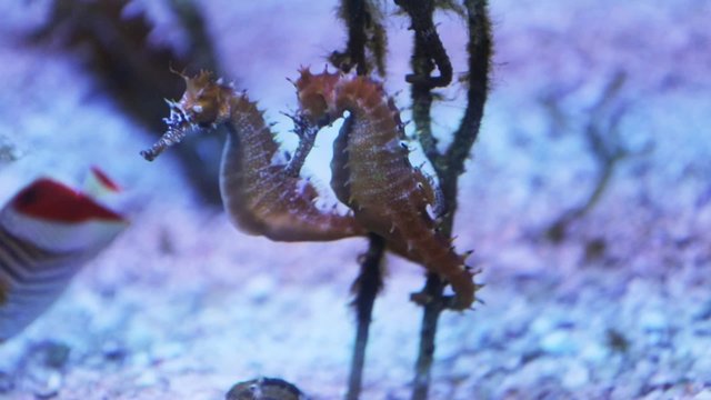 seahorses float on the bottom of the sea