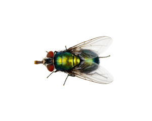 green fly