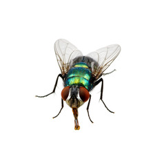 green fly