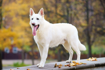 White Swiss Shepherd dog staying in a park in autumn