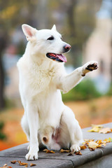 White Swiss Shepherd dog sitting in a park in autumn