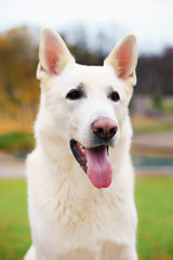 The portrait of White Swiss Shepherd dog in autumn