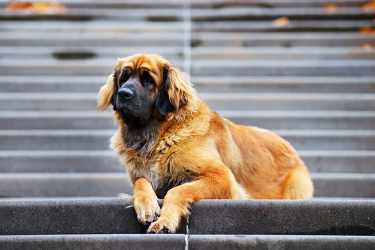 Leonberger dog lying on the stairs in autumn