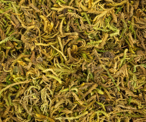 Close view of floral moss