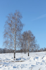 The naked birches standing on a snow glade in the winter