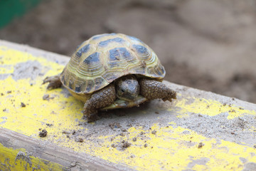 The turtle creeping on a board outdoors