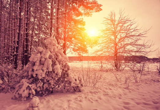 Fototapeta Winter forest at sunset