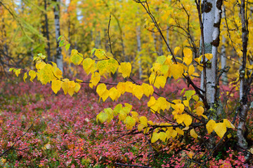 Fototapeta premium autumn in the forest