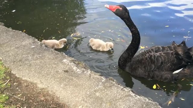 Black swan waterbird female mother with two cygnets