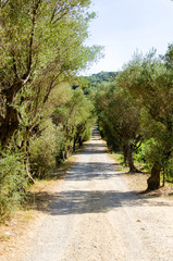 Fototapeta premium A green and dry path