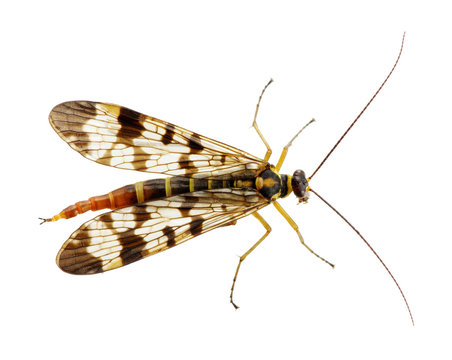 Mosquito