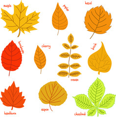 Autumn leaves with their names on a white background