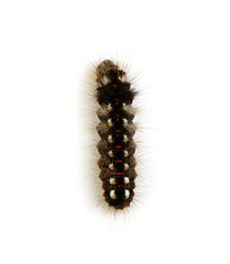  caterpillar