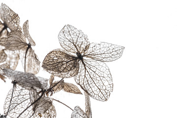 autumn leaves in the detail